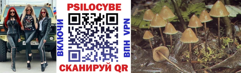 Купить  Михайловка  Псилоцибиновые грибы Psilocybine cubensis 